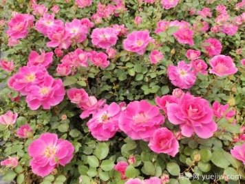 仙境盆栽月季杯苗粉色丰花，绿化工程批发