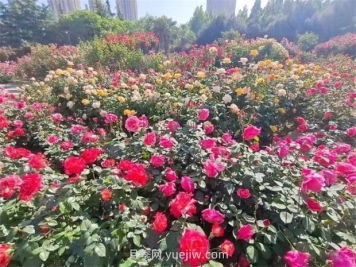 郑州月季公园40万株月季竞相绽放，感受花漾生活